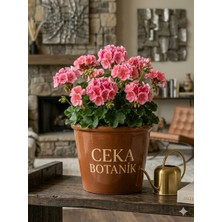 Ceka Botanik Sardunya