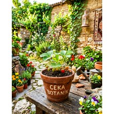 Ceka Botanik Çilek Fidesi