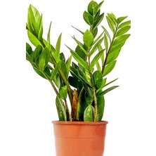 Aydoğdu Zamia Çiçeği