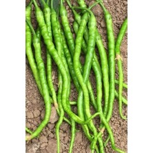 Die Grup Tatlı Kıl Biber Tohumu 10 gr