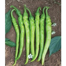 Tarım Ata Tohumu Tatlı Sivri Çetinel Biber 100 Adet Tohum