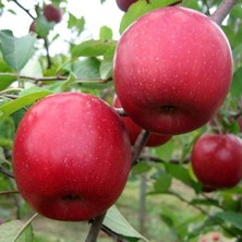 Tüplü Yarı Bodur Fuji Zhen Aztec Elma Fidanı