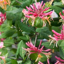 Tüplü Lonicera Periclymum 3 Renkli Kokulu Hanım Eli Fidanı (40-60 Cm)