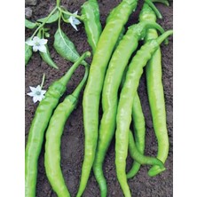 Garden Doğal Tatlı Sivri Çetinel Biber Tohumu 100 Ad. Tohum