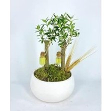 Ağacı Bonsai & Beyaz Capo Beton Saksıda Hediyelik Canlı Çiçek BALFLOWERDESİGN-2592