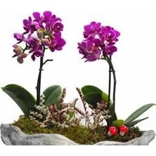 Dal Mini Mor Orkide & Gri Roda Beton Saksıda Hediyelik Canlı Çiçek BALFLOWERDESİGN-2309