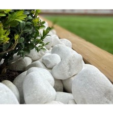 Dolomit Taş 10 kg 6-10 cm Beyaz Dolomit Taş Saksı Dibi Dekoratif Taş Bahçe Süsleme Taşı Peyzaj Taşı