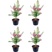 Pembe Çiçekli Oya Ağacı Fidanı (30 70 Cm)4 Adet Tüplü Dış Mekan Bitkisi Lagerstroemia Indica