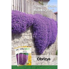 Adet Obrizya Çiçek Tohumu (Aubrieta)