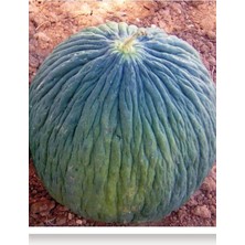 Tarım Ata Tohumu Yerli Ankara Kavunu Hasanbey 100 Adet Tohum