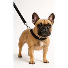 Papağanhane Dayanıklı Köpek Gezdirme Tasması – Şık Deri Detaylı, 110 cm Güçlü Metal Klipsli Premium Model