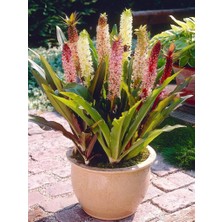 Bilgarden Eucomis Comosa Ananas Çiçeği Zambağı Soğanı (1 Adet)