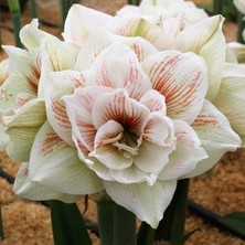 Bilgarden Amaryllis Nymph Kokulu Güzel Hatun Çiçeği Soğanı (1 Adet)