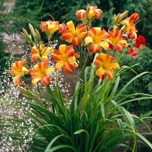 Bilgarden Frans Hals Hemerocallis Gün Güzeli Çiçeği Soğanı (1 Adet)