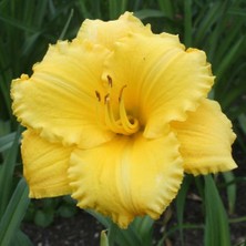Bilgarden Atlanta Elegant Hemerocallis Gün Güzeli Çiçeği Soğanı (1 Adet)