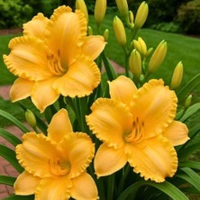 Bilgarden Aten Hemerocallis Gün Güzeli Çiçeği Soğanı (1 Adet)