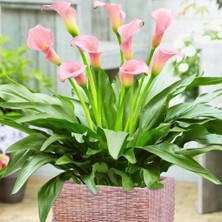 Bilgarden Crystal Blysh Calla Gala Çiçeği Soğanı (1 Adet Soğan)