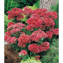 Bilgarden Yayılıcı Sedum Munstead Dark Red Taş Çiçeği Soğanı (1 Adet)