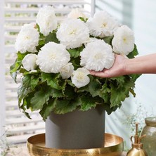 Bilgarden Irii Çiçekli  Nadir Tür Double White Begonya Çiçeği Soğanı (1 Adet)