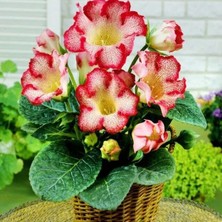 Bilgarden Gloksinya Tigrina Red Gloxinia Bardak Menekşesi Çiçeği Soğanı (1 Adet )