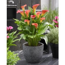 Bilgarden Bloody Mary Calla Gala Çiçeği Soğanı (1 Adet Soğan)