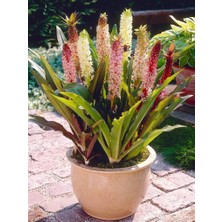 Soğuklara Dayanıklı Eucomis Comosa Ananas Çiçeği Zambağı Soğanı (1 Adet)