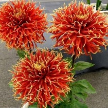 MutluPaket Büyük Çiçekli Show N Tell Yıldız Dahlia Çiçeği Soğanı Yumrusu (1 Adet)