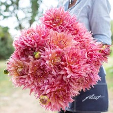 MutluPaket Xxl Iri Çiçekli Omega Dahlia Yıldız Çiçeği Soğanı Yumrusu (1 Adet)