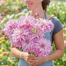MutluPaket Xxl Iri Çiçekli Labyrinth Twotone Dahlia Yıldız Çiçeği Soğanı Yumrusu (1 Adet)