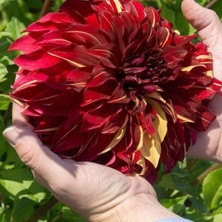 MutluPaket Soğuklara Dayanıklı Dev Çiçekli Bohemian Spartacus Dahlia Yıldız Çiçeği Soğanı Yumrusu (1 Adet)