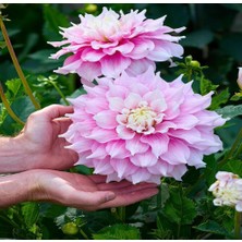 MutluPaket Xxl Iri Çiçekli Gitt's Perfection Dahlia Yıldız Çiçeği Soğanı Yumrusu (1 Adet)