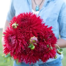 MutluPaket Xxl Iri Çiçekli Jaxon Dahlia Yıldız Çiçeği Soğanı Yumrusu (1 Adet)