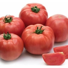 e-fidancim Yüksek Verimli Iri Beef  Songül Sırık Pembe Domates Fidesi (5 Adet)