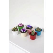 Desen Dekorasyon Menekşe Saksısı Metal 6'lı Set - Çok Amaçlı Paslanmaz Dekoratif Mini Saksılık ve Kaktüslük