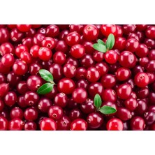 Erzurumipekgurme Taze Yaş Kızılcık 5 kg