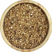 Tane Mahlep 1kg Midastech