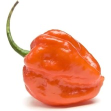 Acı Habanero Biberi Tohumu 20 Adet Tohum Biber Tohumu