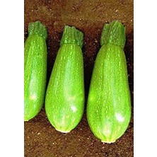 Tohumu Yerli Ampul Kabak Kumsal 20 Adet Tohum