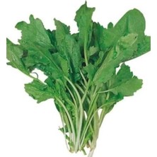 Najmaddin Tere Tohumu 10 gr Tedarik Najmaddin