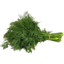 Najmaddin Dere Otu Tohumu 10 gr Tedarik Najmaddin