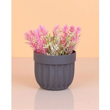 Najmaddin Çizgili Saksı Dikenli Çiçek ROYALEKS-5781 Tedarik Najmaddin