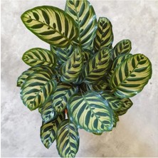 Calathea Makoyana Dua Çiçeği-Üretim Saksılı