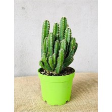 Cereus Peruvianus -Florida-Radrasyon Emici Kaktüs