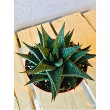 Haworthia Limifolia 8,5 cm Saksıda Yetişkin Iç Ortam Bitkisi
