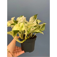 Epipremnum Happy Leaf - Salon Sarmaşığı Ev - Ofis 12CM