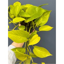 Epipremnum Golden Pothos - Salon Sarmaşığı Limon 12CM Üretim Saksıda