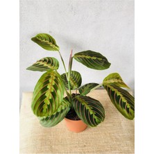 Dua Çiçeği  20-25 cm