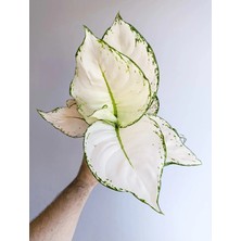 Aglaonema White Joy ( 12CM Saksılı)