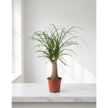 Nolina - Fil Ayağı Bitkisi Beaucarnea Recurvata -50CM