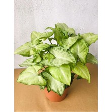 Syngonium Podophyllum White Butterfly - Melek Kanadı Çiçeği (H:25CM)- Ev Ofis Iç Mekan Bitkisi